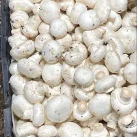 فروش قارچ دجه ۱|خوردنی و آشامیدنی|اهواز, شهرک دانشگاه|دیوار