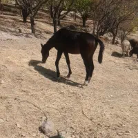 اسب مادیون|اسب و تجهیزات اسبسواری|خرمآباد, |دیوار