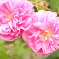 گلاب خانگی کنج کوه