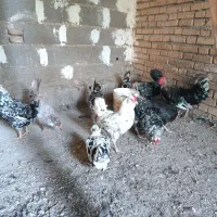 تخم مرغ‌ گلین|حیوانات مزرعه|خان ببین, |دیوار