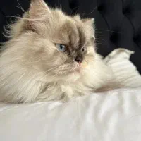 پانسیون خانگی نگهداری حیوانات گربه پت