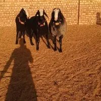 فروش ۳رس بره قوچ اصیل شال