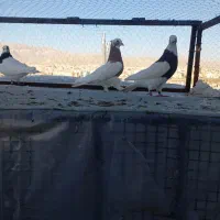 سه عدد طوقی زرنگ هوایی تنگ