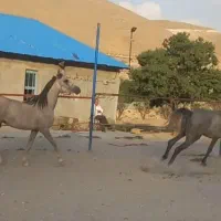 کره اسب دوسر عرب مصری|اسب و تجهیزات اسب‌سواری|تبریز, |دیوار