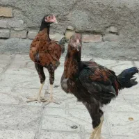 خروس لاری