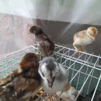 جوجه لاری ۲۰ روز اصل