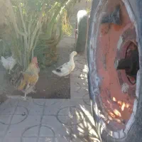 گوسفند نر با یک عدد غاز ماده|حیوانات مزرعه|بم, |دیوار