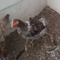 خروس ویاندوت آمریکایی و خروس لاری|حیوانات مزرعه|سبزوار, امیر کبیر|دیوار