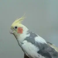 گم شدن عروس هلندی