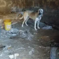 گمشده اطراف پسته بیگ