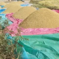 شلتوک|خوردنی و آشامیدنی|سیدان, |دیوار