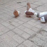 کبوتر سینه زرد پاک ماده