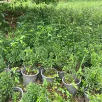 انواع گلهای فضای باز