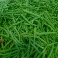 لوبیا سبز درجه1 اعلا