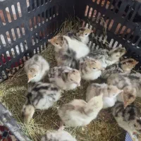جوجه بوقلمون