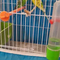 مرغ عشق نر وماده صحیح وسالم|پرنده|اندیکا, |دیوار