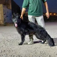 ژرمن بلک و رتوایلر