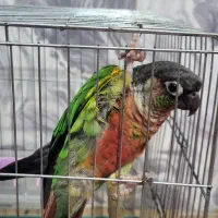 طوطی گرینچیک