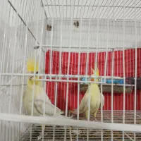 عروس هلندی|پرنده|بیرجند, |دیوار
