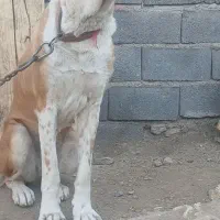 توله ماده خراسانی|سگ|زرندیه, |دیوار