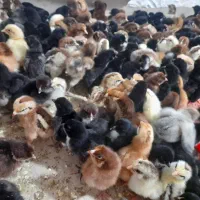 جوجه مرغ/اردک/ بوقلمون|حیوانات مزرعه|کازرون, |دیوار