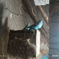 مرغ عشق و کوتوله|پرنده|زابل, |دیوار