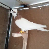 کبوتر،طوق زرد،خال سیاه|پرنده|شیراز, سعدیه شمالی|دیوار