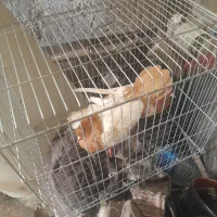 یه جفت سین زرد عالی کاکلی