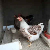 ویاندوت تخم مرغ نطفه دار
