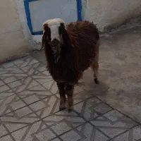 گوسفند زنده پرواری