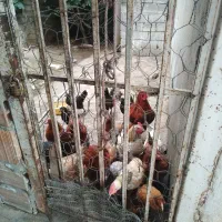 تعدادی مرغ وخروس کوچک و بزرگ و متوسط برای فروش