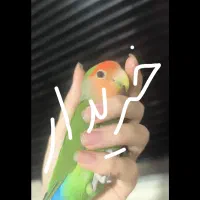 طوطی برزیلی ماده بالغ اوپال