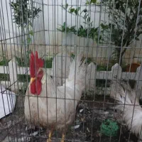 دوعدد خروس یدونه هم کوچیک ۶ماهه