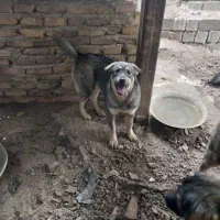 ماده پژدر و قفقازی|سگ|کرج, آتشگاه|دیوار