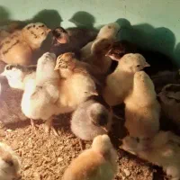 جوجه محلی اصل و خروسک