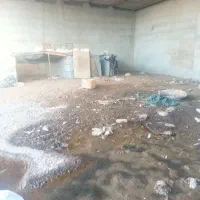 سگ ماده|سگ|میناب, |دیوار