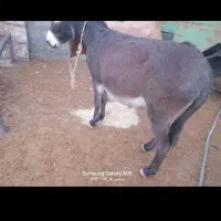 خر نر|حیوانات مزرعه|باغ ملک, |دیوار