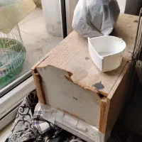 عروس هلندی جفت دوساله|پرنده|نکا, |دیوار