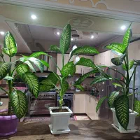 گل دیفن باخیا