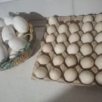 فروش تخم اردک اسرائیلی و غاز