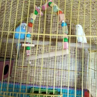 مرغ عشق و فنچ|پرنده|تبریز, |دیوار