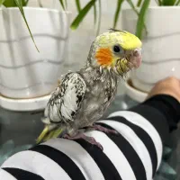 عروس هلندی (گل باقالی)|پرنده|بافق, |دیوار