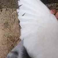 کبوتر طوق اکانت کالاف