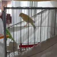 قناری نر یکساله ونیم