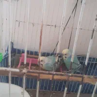 جفت مرغ عشق حالی|پرنده|زابل, |دیوار