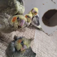 ساعت حراج کاملاً دستی|پرنده|فردوس (خراسان), |دیوار