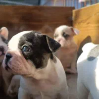 سگ فرنچ بولداگ|سگ|مشهد, آزادشهر|دیوار