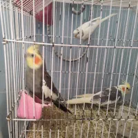 طوطی عروس|پرنده|بهبهان, |دیوار