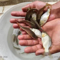 ماهی کپور|ماهی|همدان, |دیوار