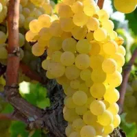 نهال انگور مرغوب، آماده کاشت فوری